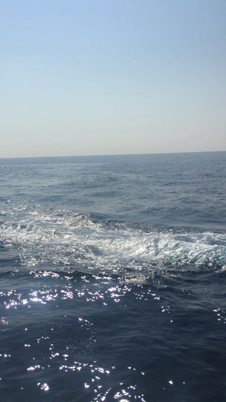 鲸世界赏鲸(花莲港)