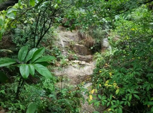 板樟山森林公园