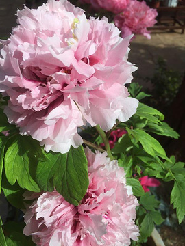 昙华寺旅游景点攻略图