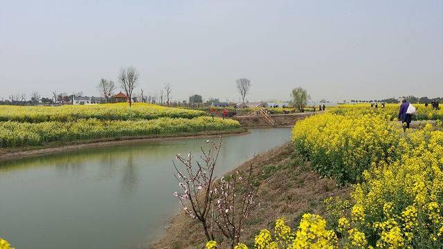 荆门沙洋油菜花节