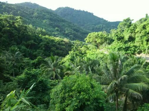 阿陀岭森林公园