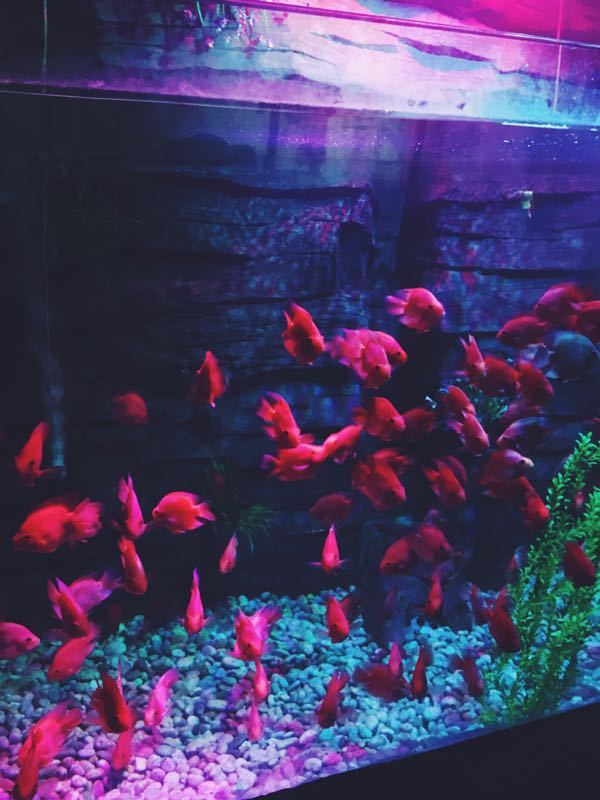 极地海洋馆(江南摩尔店)