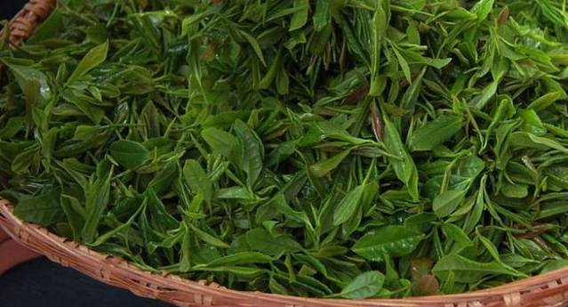 乌云山茶叶公园