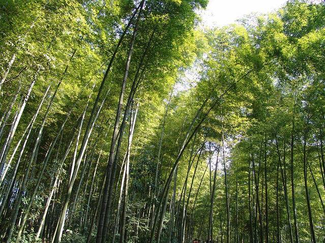 星星竹海风景区