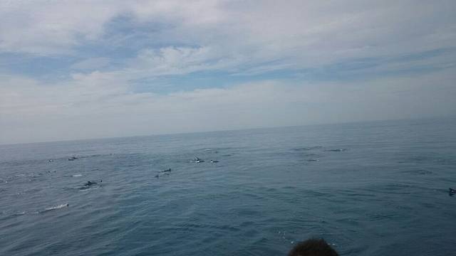 鲸世界赏鲸(花莲港)