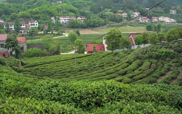 乌云山茶叶公园