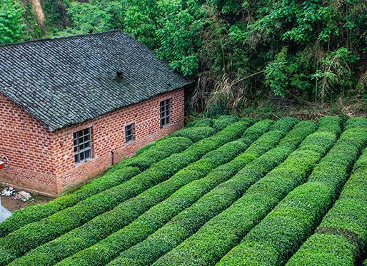 乌云山茶叶公园