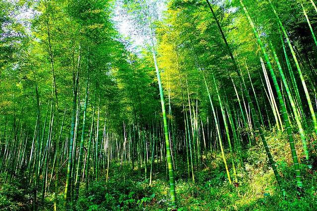 星星竹海风景区