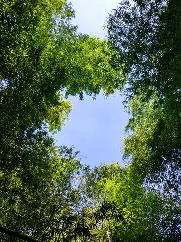 "就是缆车里没什么风 有点闷 总体感觉特别棒！夏天以为会热，其实都有树荫，很不错的地方_宜兴竹海"的评论图片