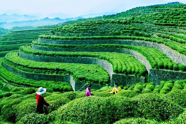 乌云山茶叶公园