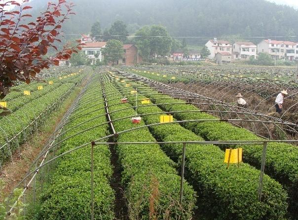 乌云山茶叶公园