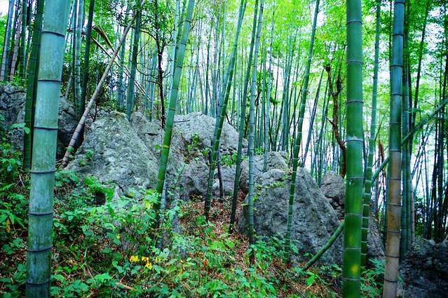 星星竹海风景区