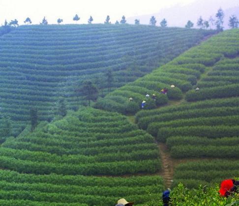 乌云山茶叶公园