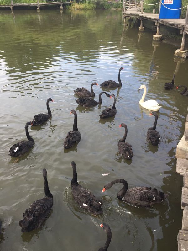 太阳岛笨熊乐园