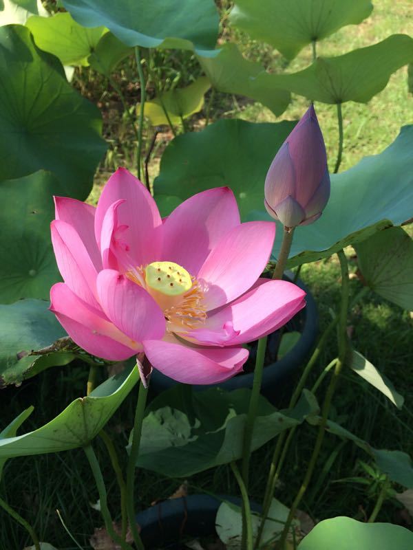 六安蓝溪大花谷