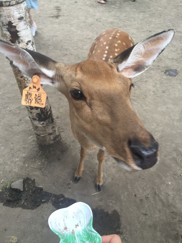 太阳岛笨熊乐园