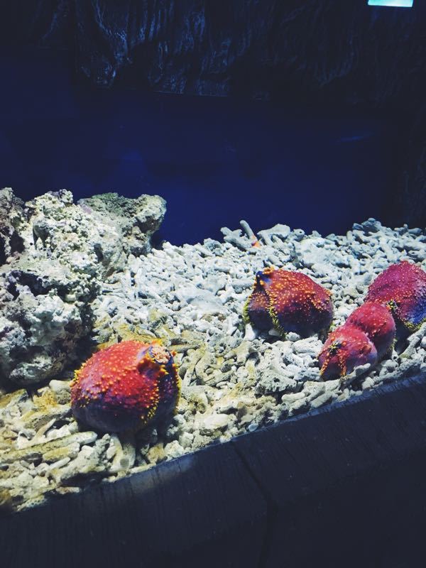 极地海洋馆(江南摩尔店)