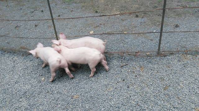 香纸沟枫叶谷旅游度假区