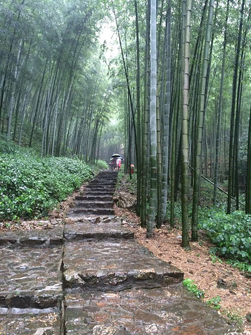 "...氧吧的感觉很好，上山爬山下山坐了缆车，不同的感受，可惜上山烟雾缭绕没有看到全景，不过竹林赞一个_宜兴竹海"的评论图片