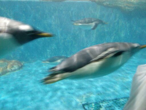 星海湾广场观光快艇