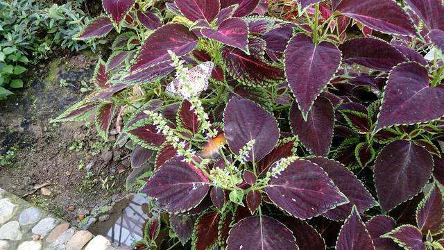 九鲤溪峡谷竹筏漂流