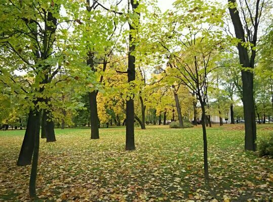 叶卡捷琳娜花园