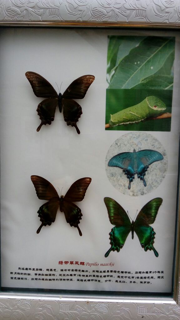 九鲤溪峡谷竹筏漂流