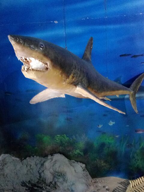 黄金河度假村动物园