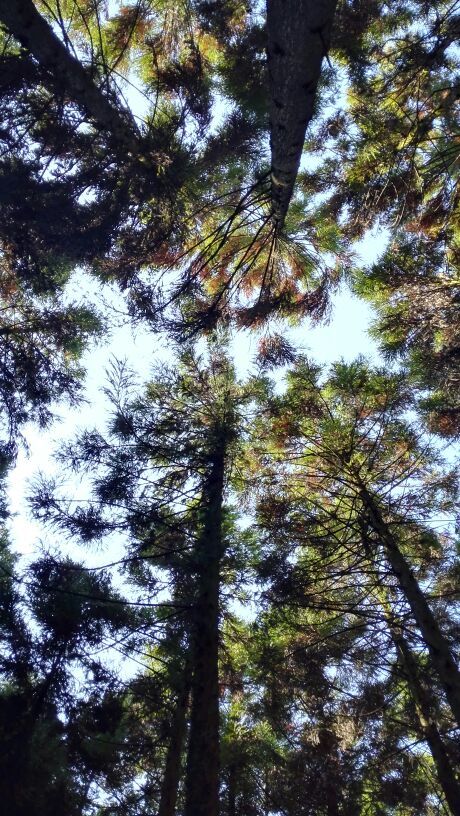 (重庆黄水旅游度假区)毕兹卡绿宫