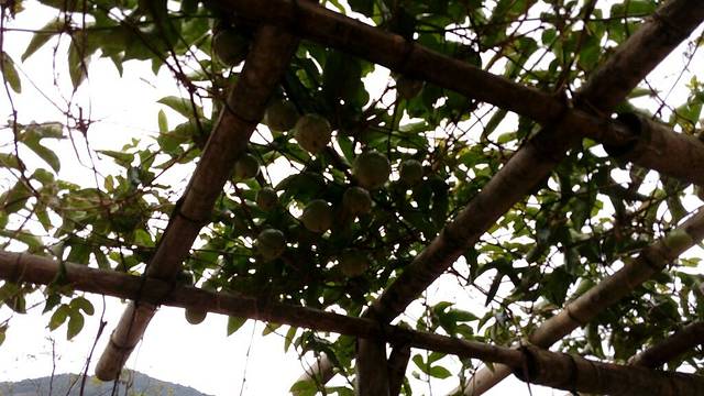 九鲤溪峡谷竹筏漂流