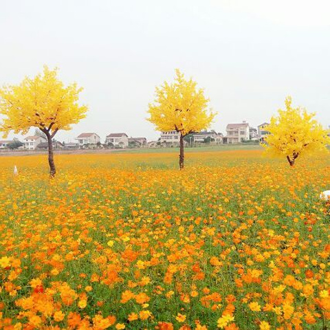 "_枫林花海"的评论图片
