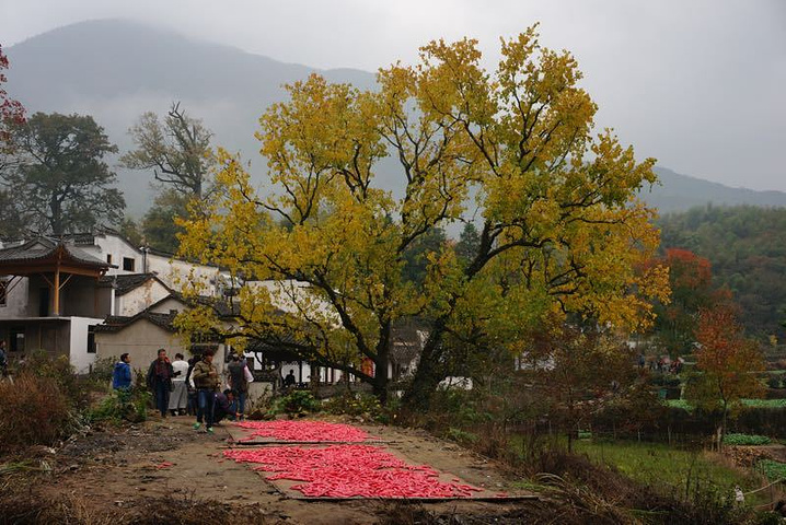 "可以凭借去哪儿短信的六位取票码在景区售票口换取门票凭证。非周末的塔川会比周末更有美感_塔川"的评论图片