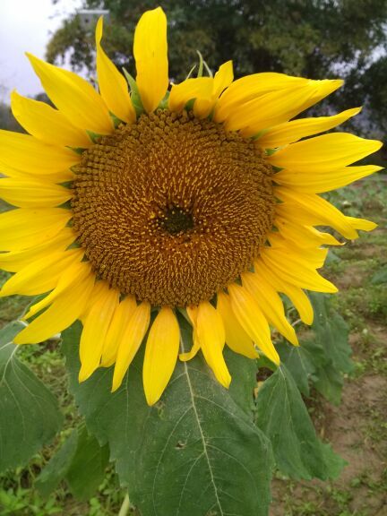 上林霞客桃源壮乡旅游度假区