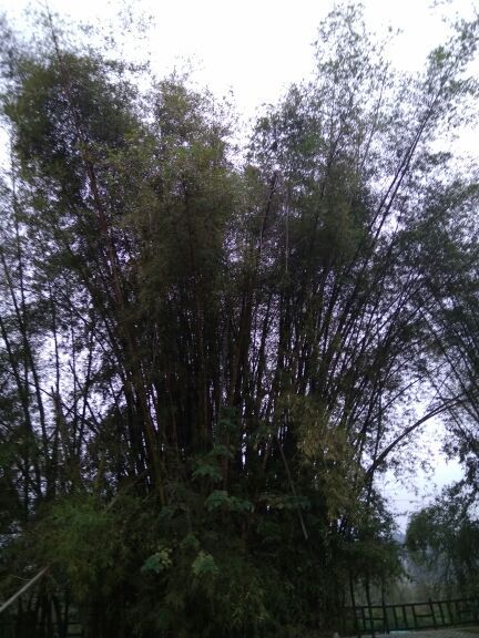 上林霞客桃源壮乡旅游度假区