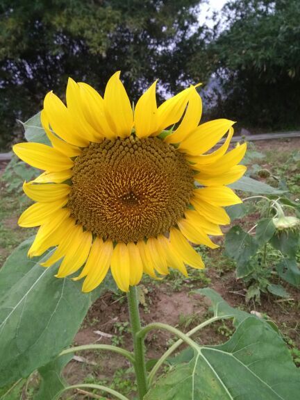 上林霞客桃源壮乡旅游度假区