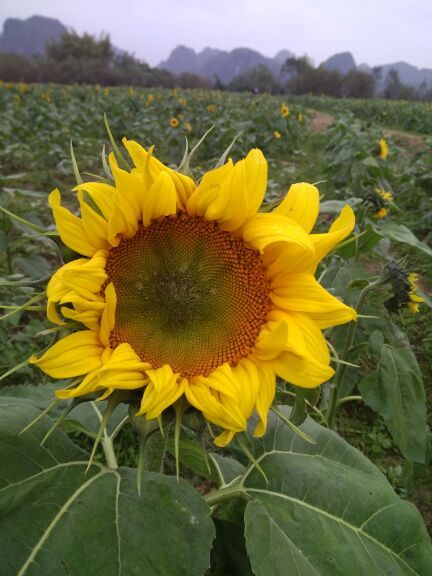 上林霞客桃源壮乡旅游度假区