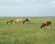 大海--雪山--草原--难忘的呼伦贝尔