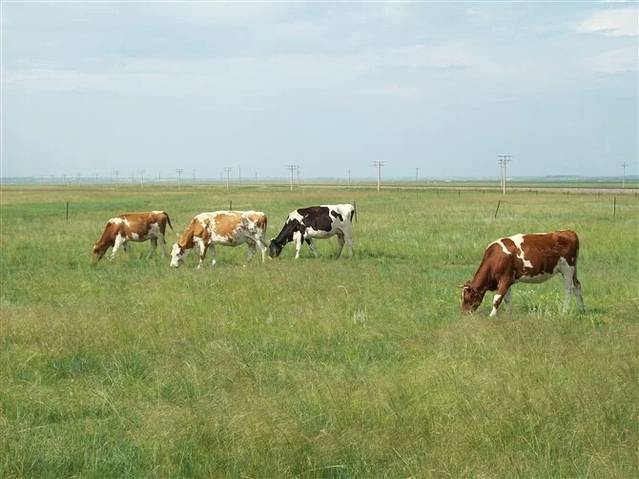 呼伦贝尔草甸草原