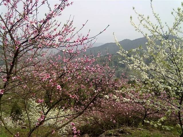 渝北印盒李花生态旅游区