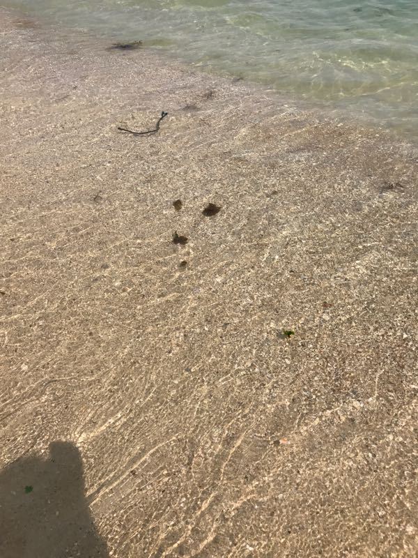 大鹏普罗旺斯花海