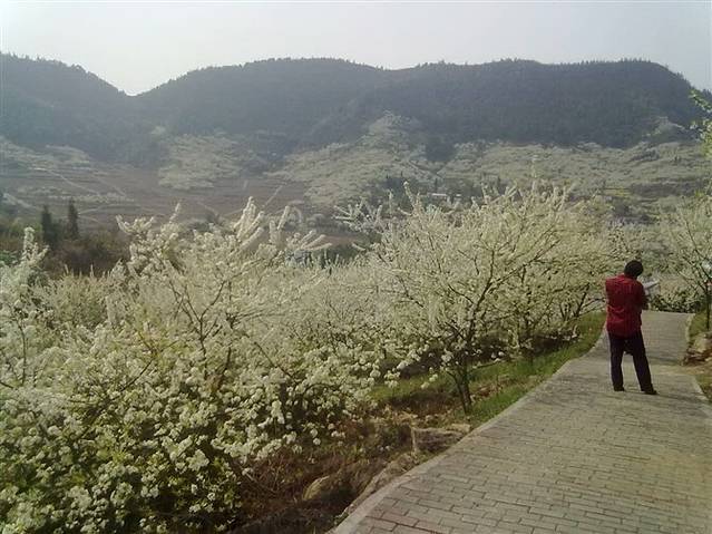 渝北印盒李花生态旅游区