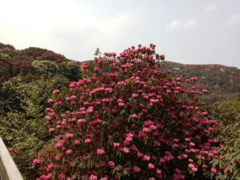 百里杜鹃风景区旅游景点攻略图