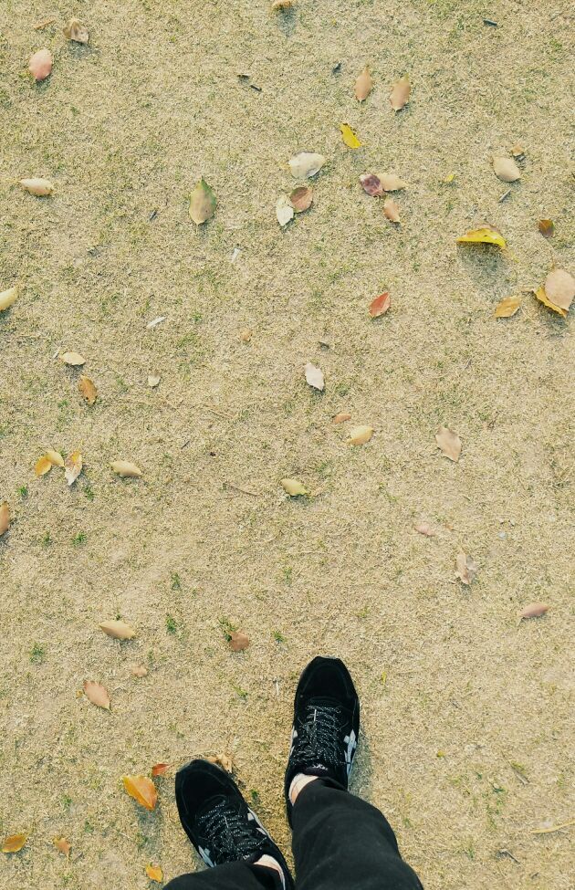 吴淞炮台湾湿地森林公园