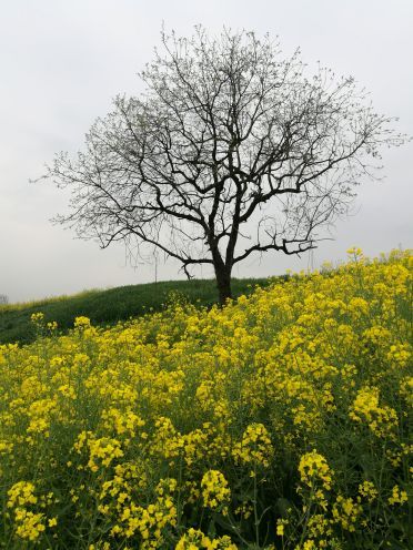 汉中洋县朱鹮自然保护区