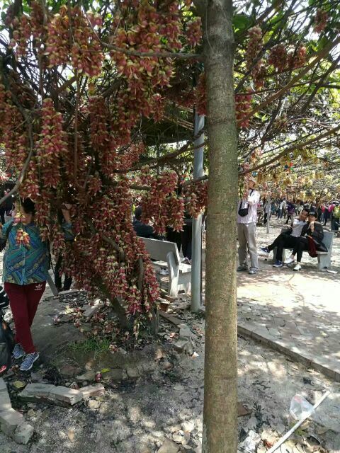 清远市（市花）禾雀花基地