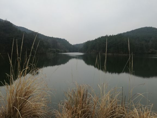 "山清水秀，空气清新，里面有很大的茶花园，油菜花田，帝王庙，水库周边还有休闲设施。适合自驾休闲_五脑山森林公园"的评论图片