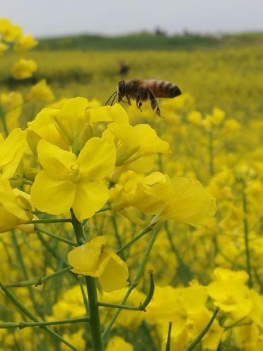 汉中洋县朱鹮自然保护区