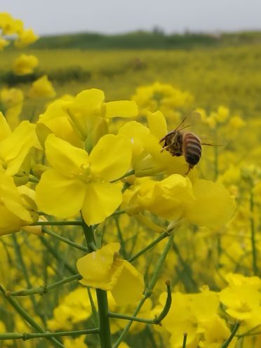 汉中洋县朱鹮自然保护区