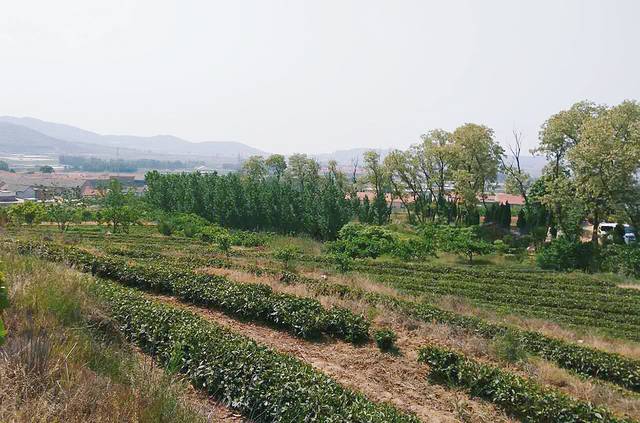 稗子刘家村茶园景区