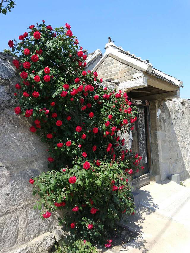 稗子刘家村茶园景区